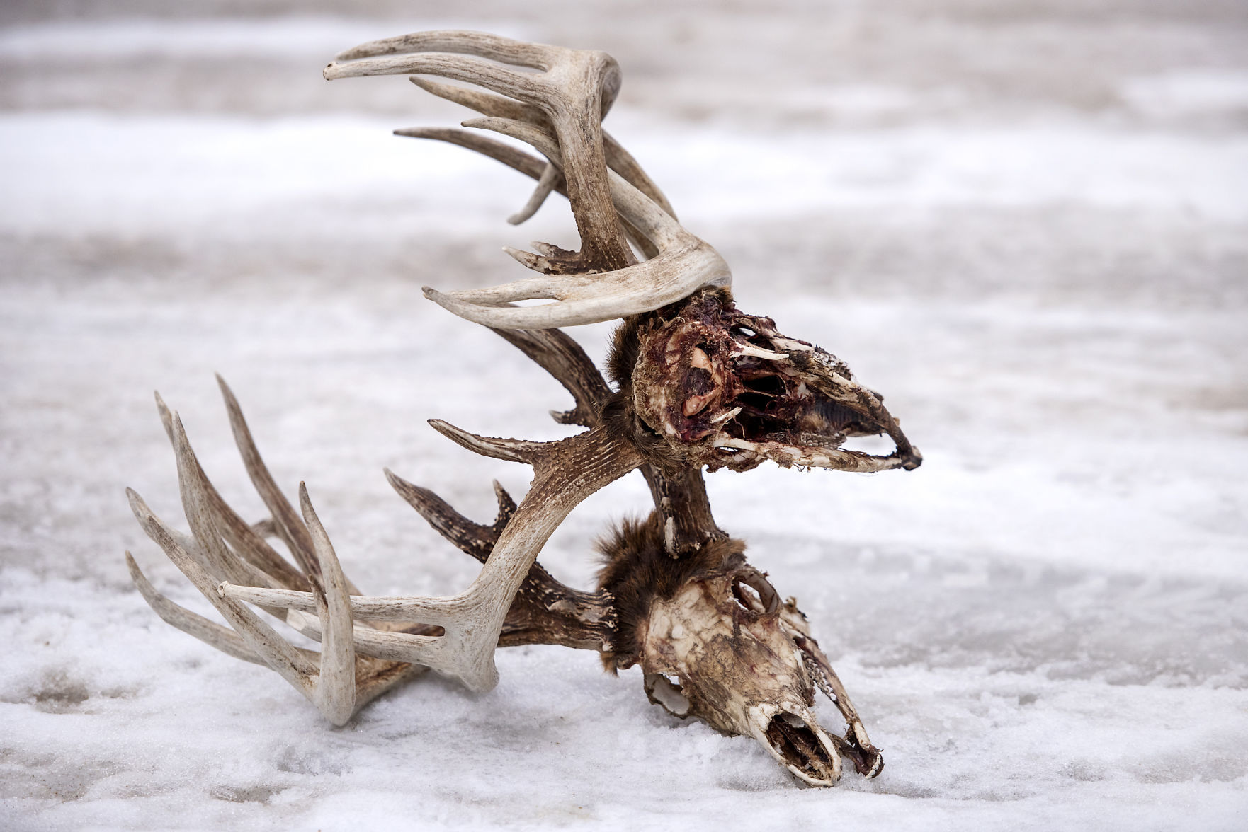 JVG_200225_ANTLERS02